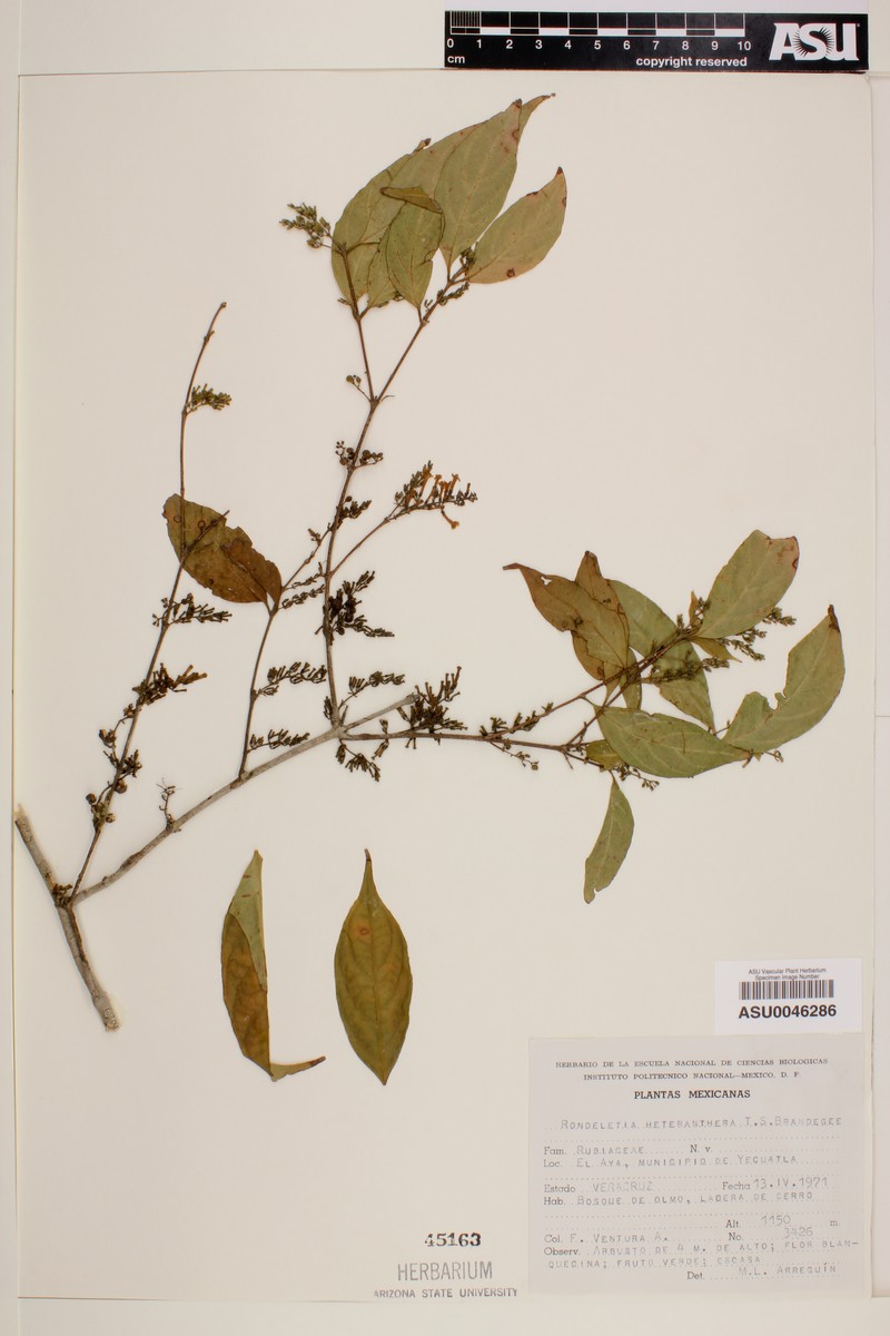 Arachnothryx heteranthera photo 6