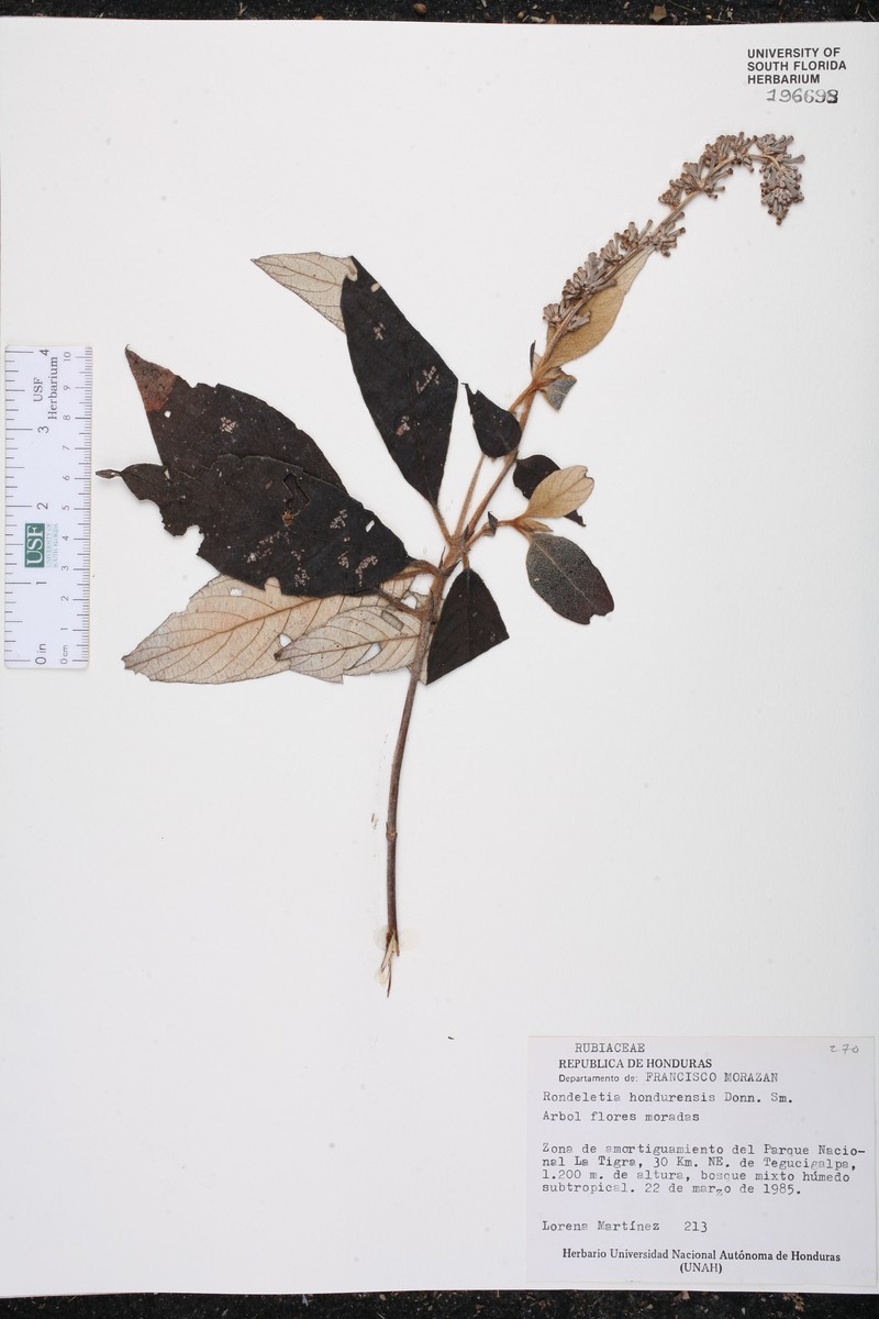 Arachnothryx hondurensis
