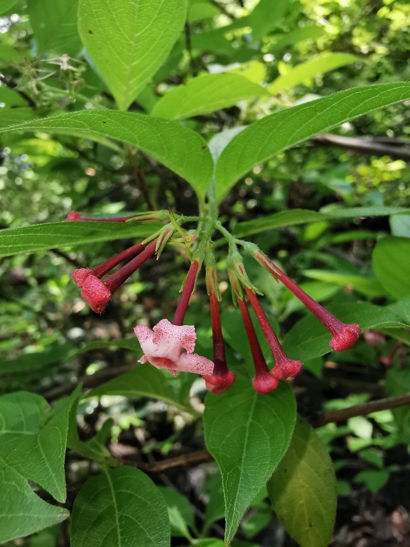 Arachnothryx jaliscensis photo 2