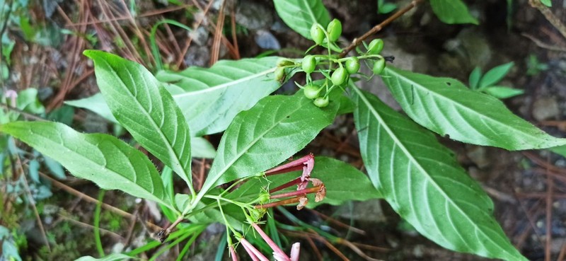 Arachnothryx jurgensenii