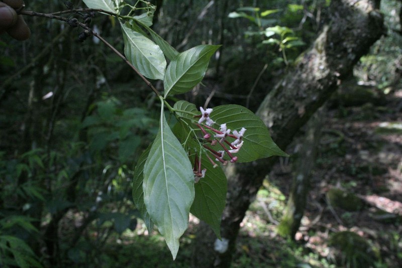 Arachnothryx jurgensenii photo 3