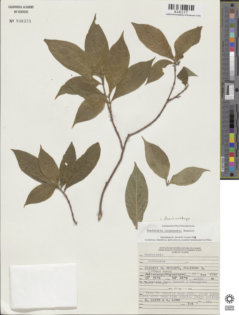 Arachnothryx jurgensenii