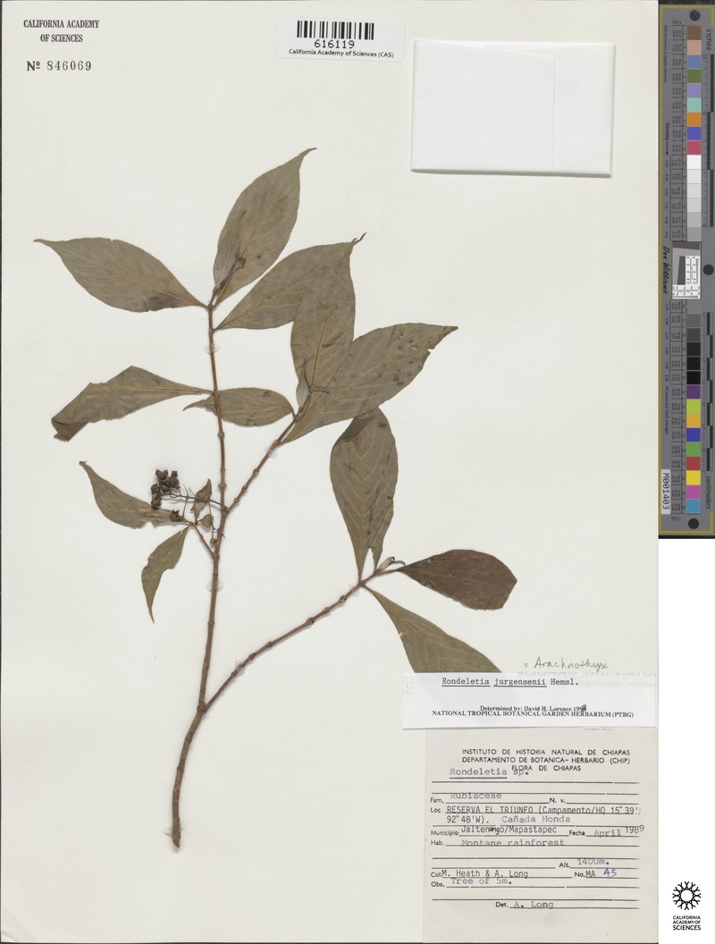 Arachnothryx jurgensenii photo 2