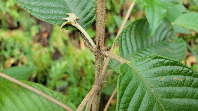 Arachnothryx laniflora