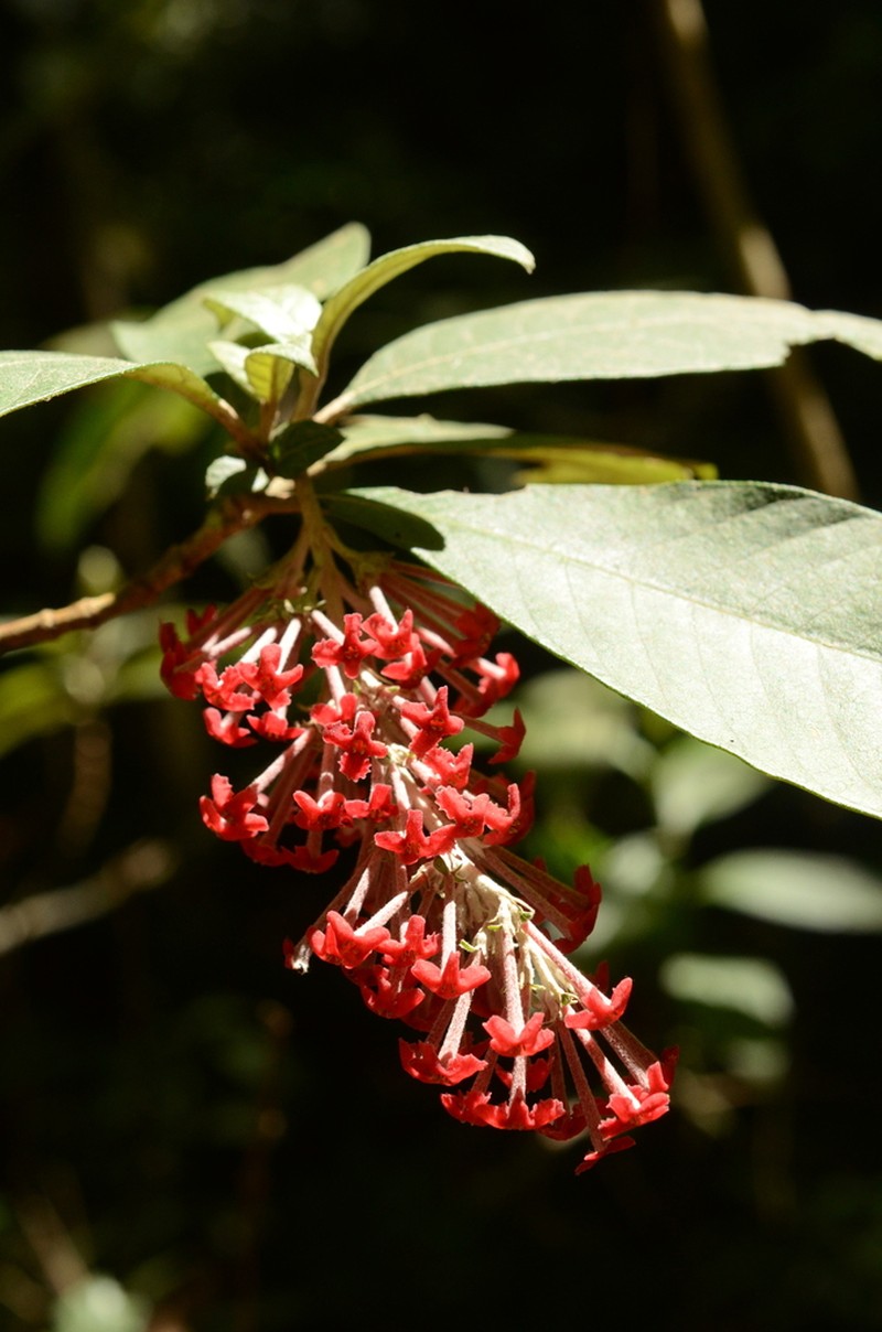Arachnothryx laniflora photo 2