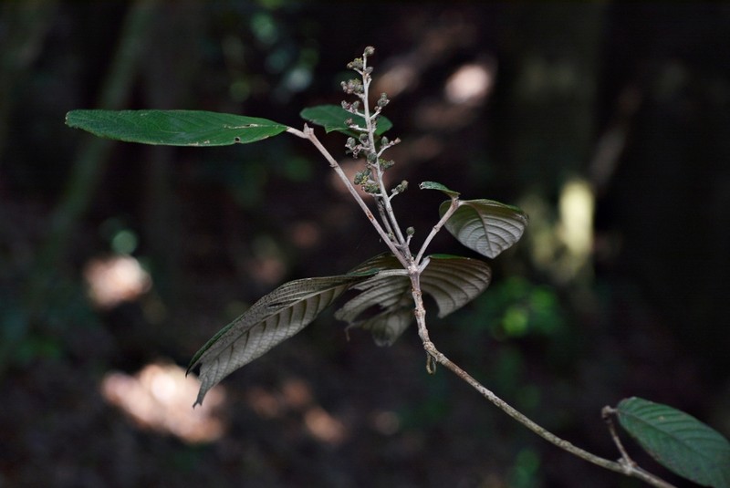 Arachnothryx laniflora photo 3