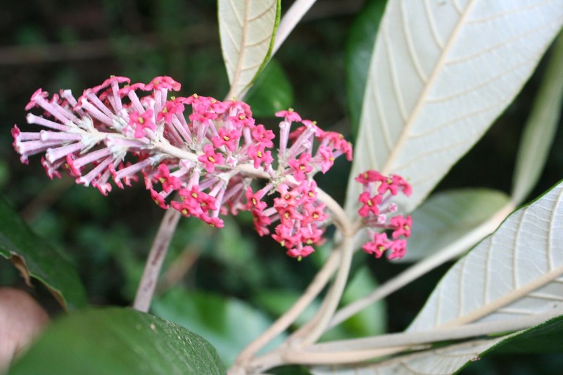 Arachnothryx laniflora photo 4