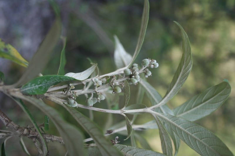 Arachnothryx laniflora photo 5