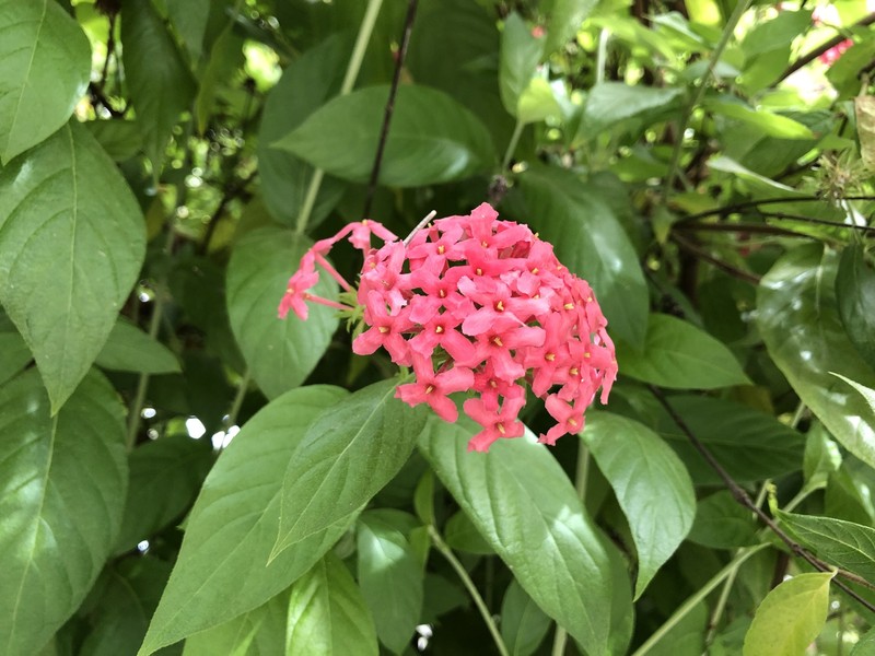 Arachnothryx leucophylla