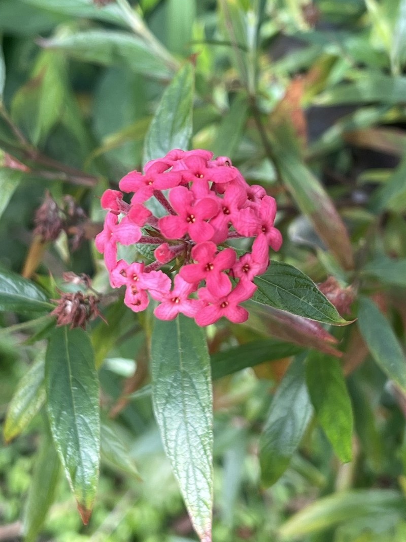 Arachnothryx leucophylla photo 2