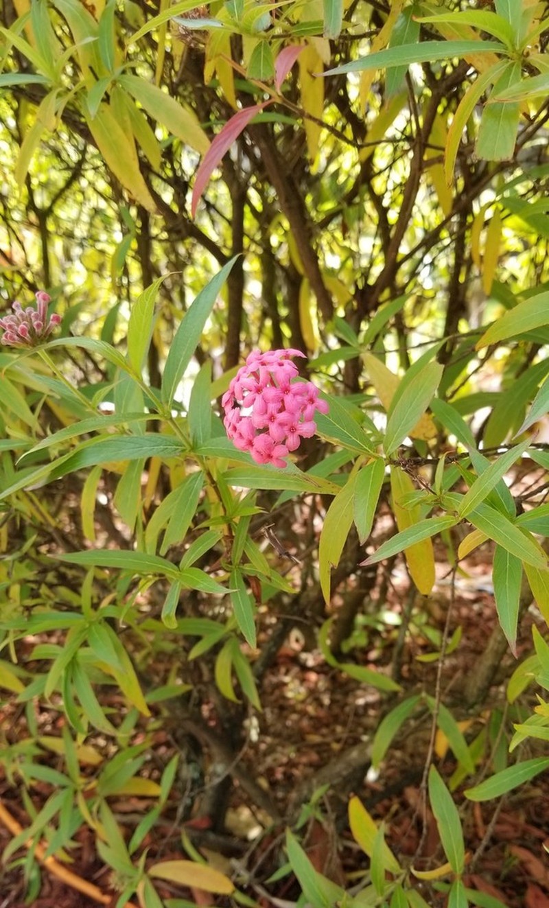 Arachnothryx leucophylla photo 3