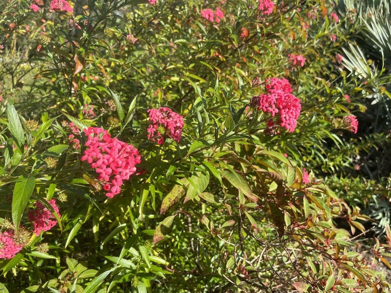 Arachnothryx leucophylla photo 4