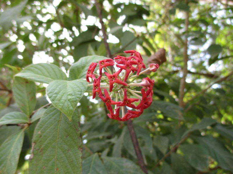 Arachnothryx leucophylla photo 6