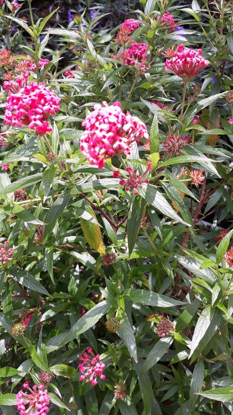 Arachnothryx leucophylla photo 7