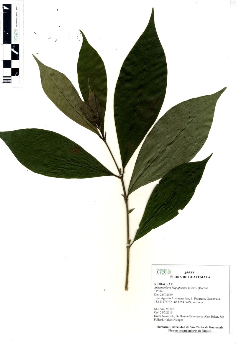 Arachnothryx linguiformis