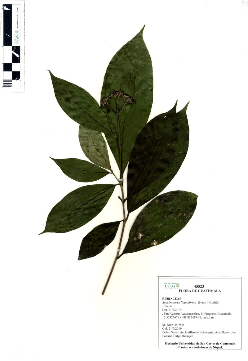 Arachnothryx linguiformis photo 2
