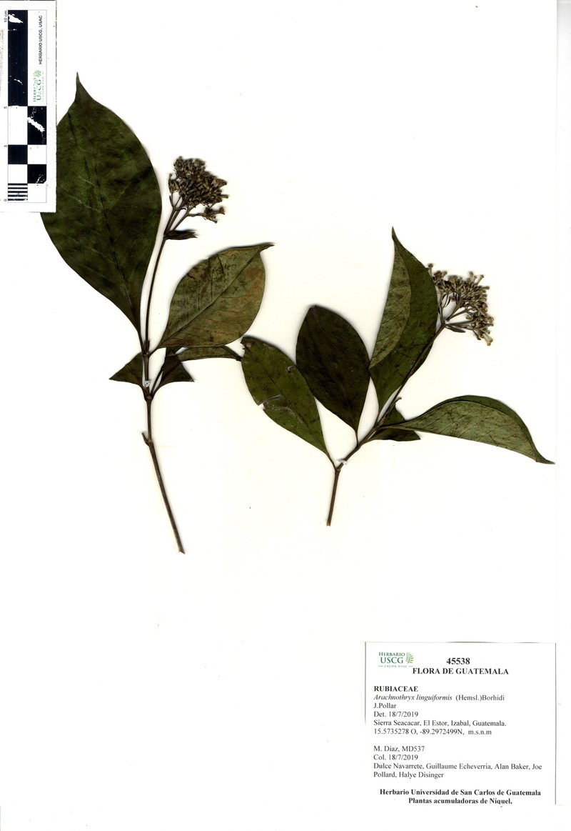 Arachnothryx linguiformis photo 3