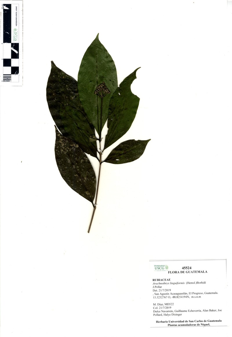 Arachnothryx linguiformis photo 4