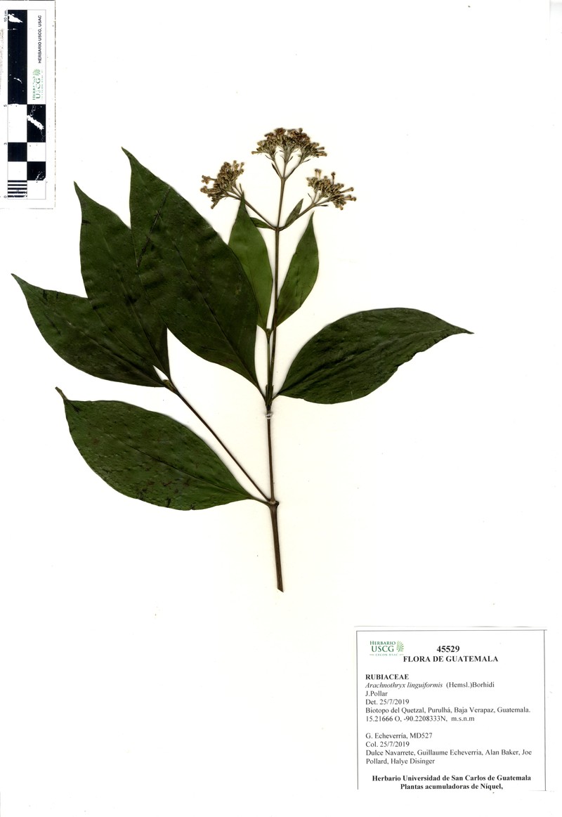 Arachnothryx linguiformis photo 5