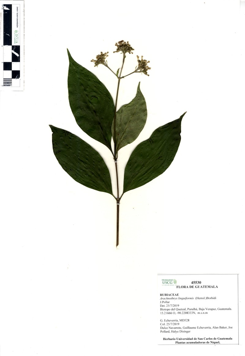 Arachnothryx linguiformis photo 6