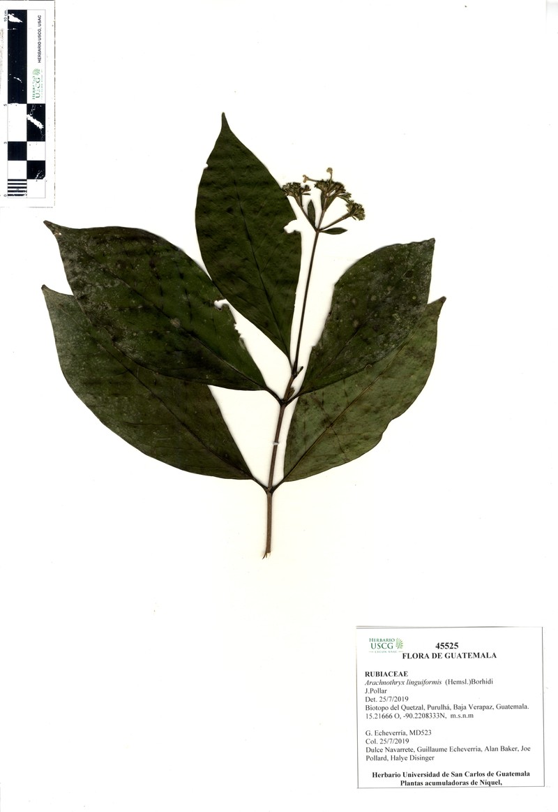Arachnothryx linguiformis photo 8