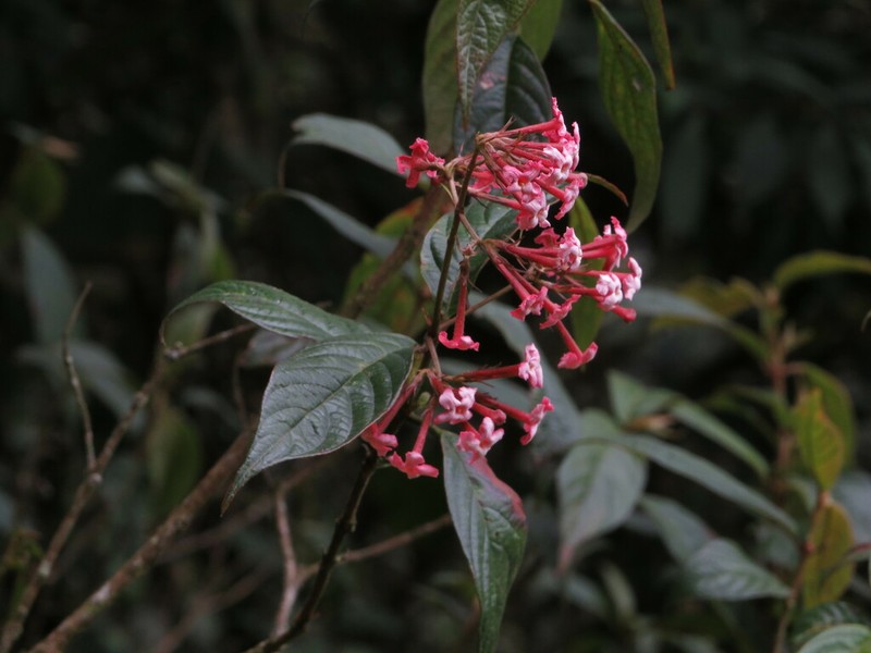 Arachnothryx lojensis