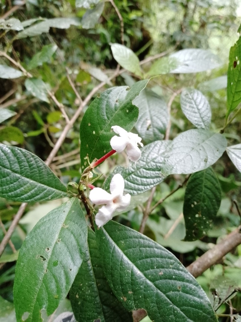 Arachnothryx lojensis photo 4