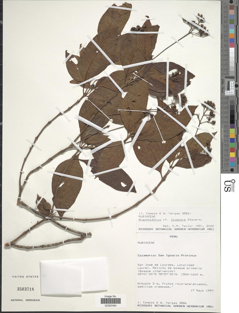 Arachnothryx lojensis photo 5