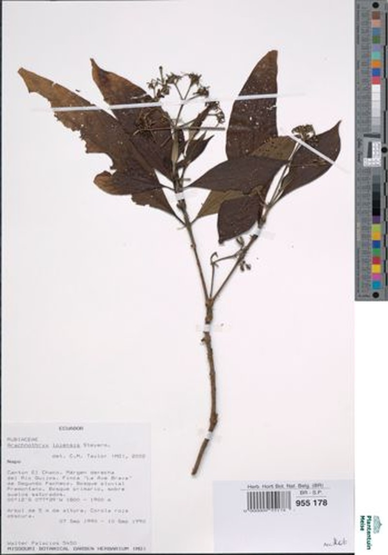 Arachnothryx lojensis