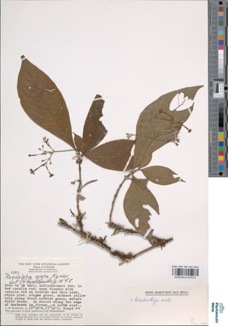 Arachnothryx lojensis photo 2