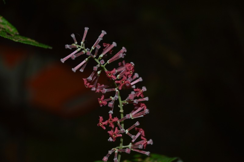 Arachnothryx manantlanensis