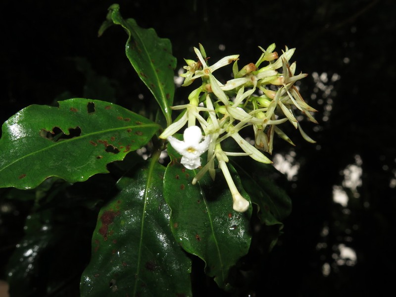 Arachnothryx monteverdensis
