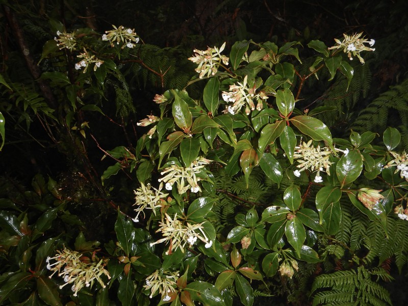 Arachnothryx monteverdensis photo 3