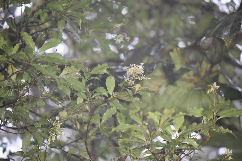 Arachnothryx monteverdensis photo 4
