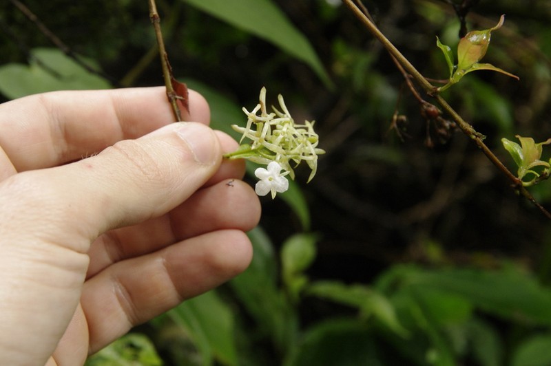 Arachnothryx monteverdensis photo 8