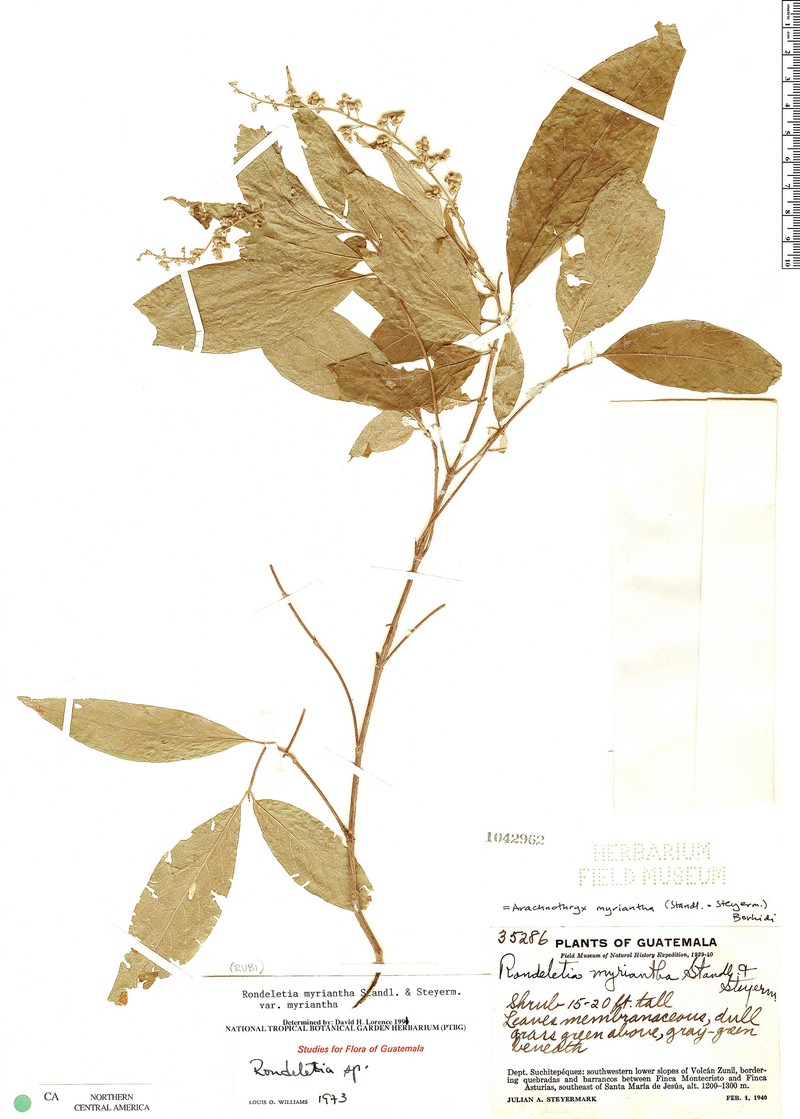 Arachnothryx myriantha