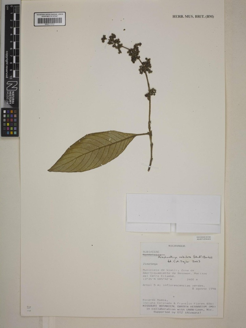 Arachnothryx nebulosa