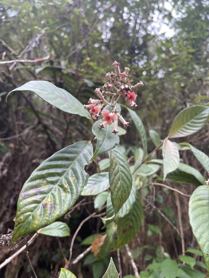 Arachnothryx nitida