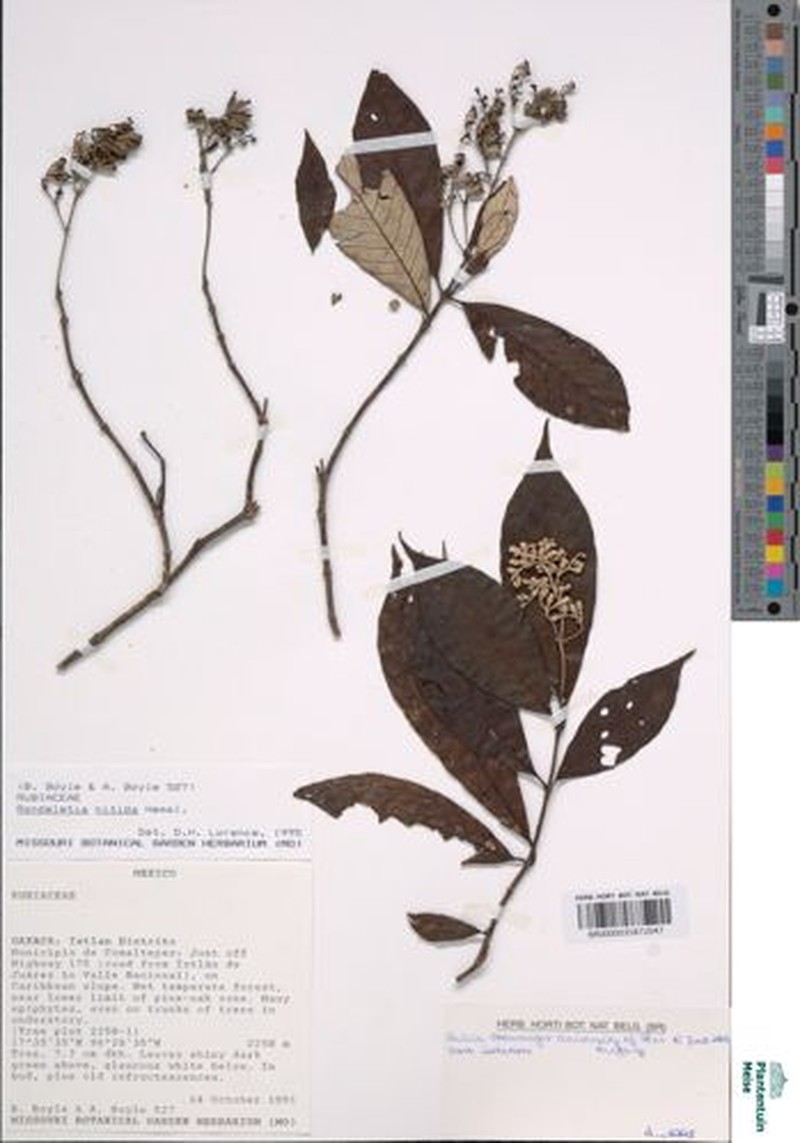 Arachnothryx nitida photo 2