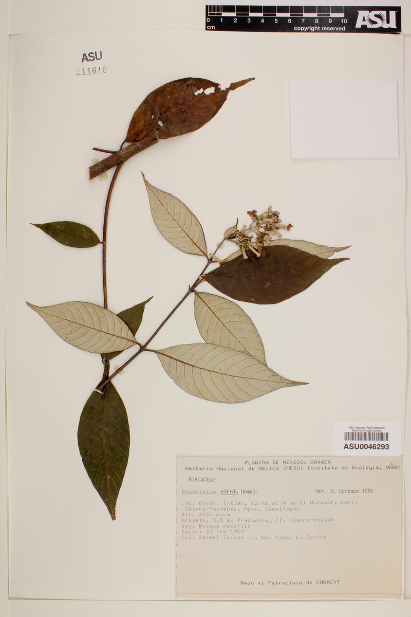 Arachnothryx nitida photo 3