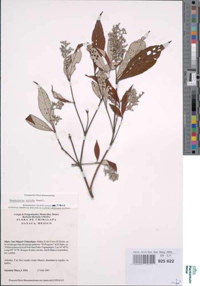 Arachnothryx nitida photo 4