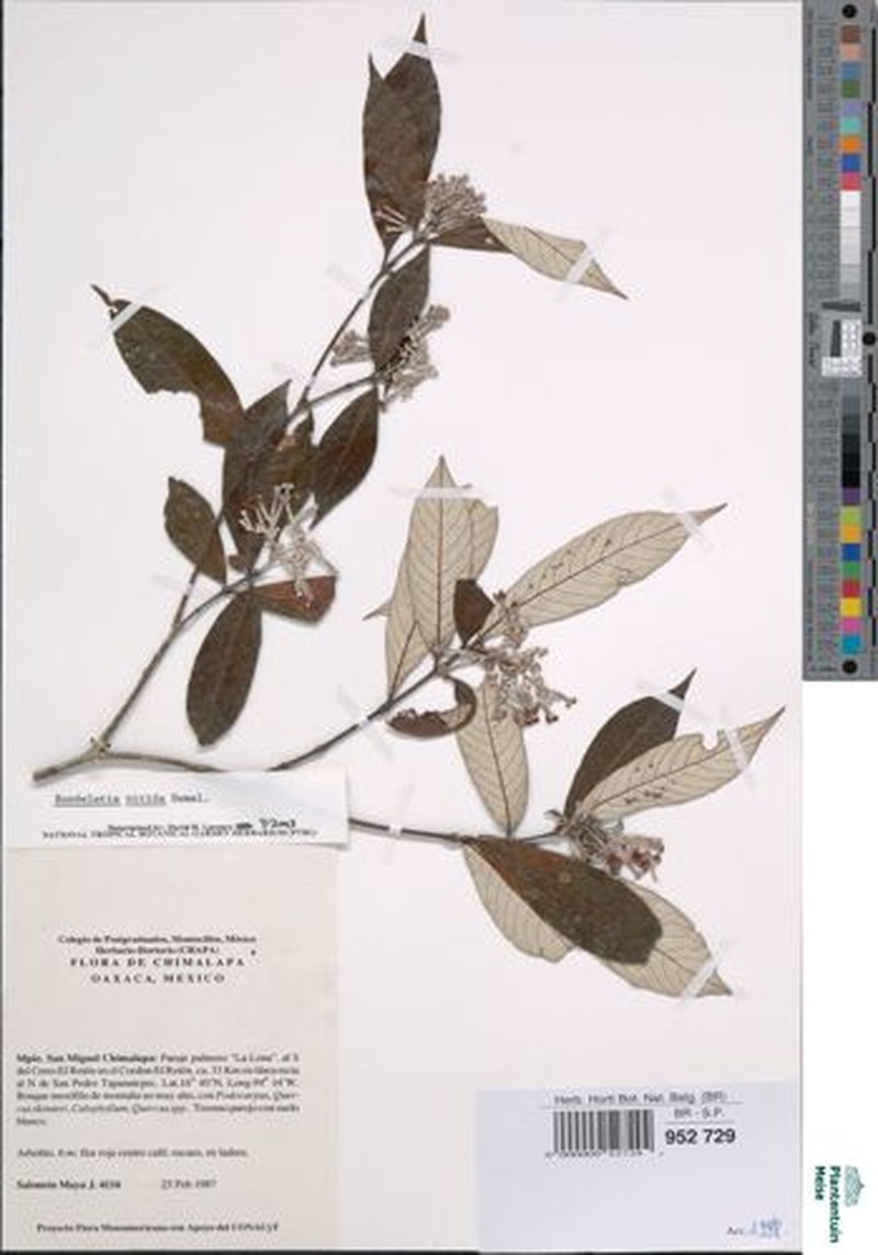 Arachnothryx nitida photo 5