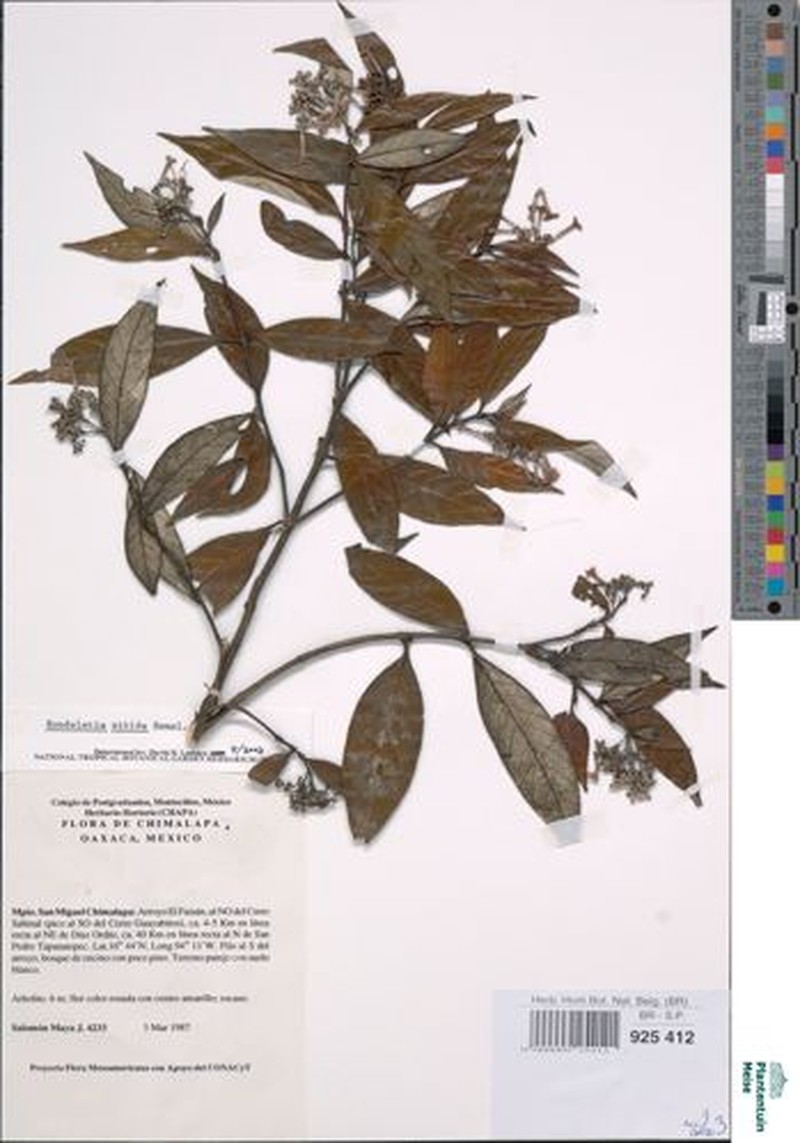 Arachnothryx nitida photo 6