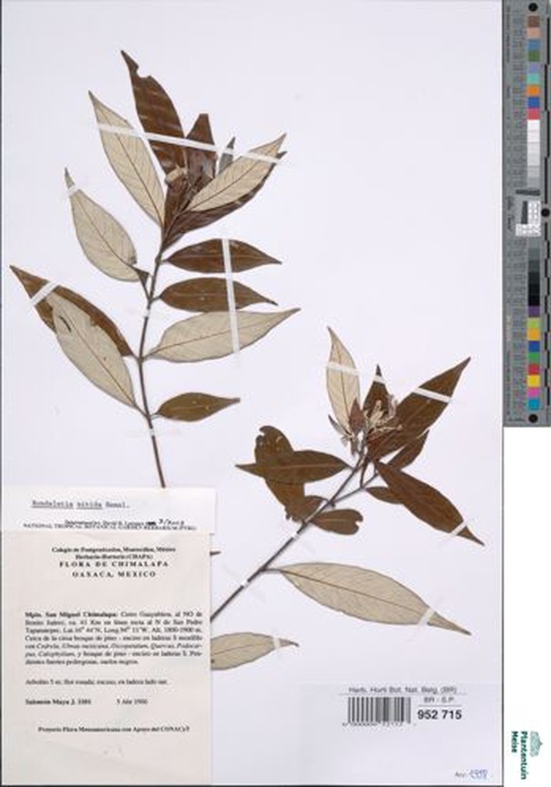 Arachnothryx nitida photo 7