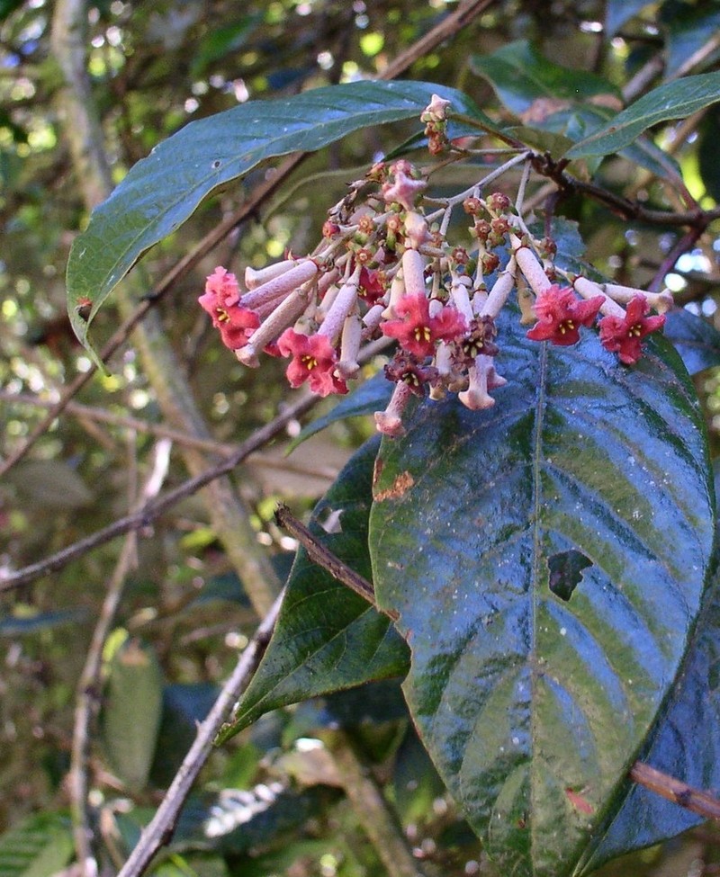 Arachnothryx nitida photo 8