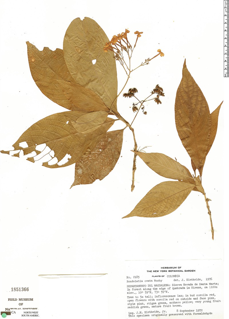 Arachnothryx ovata photo 3