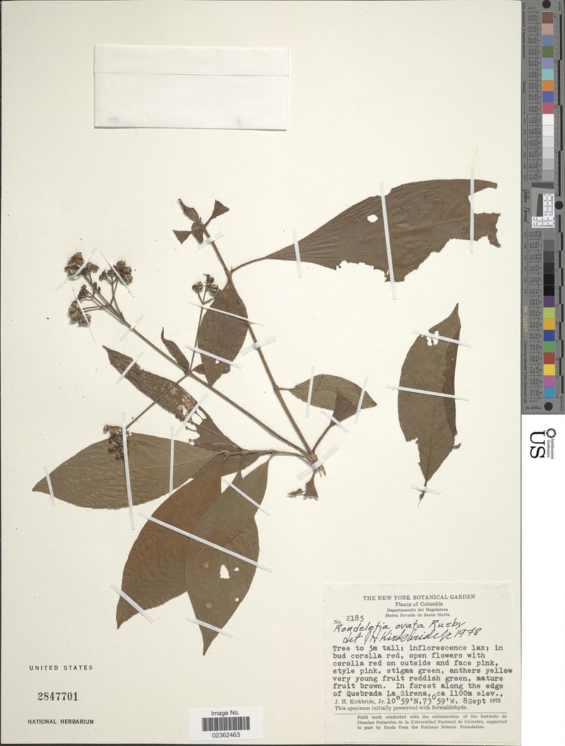 Arachnothryx ovata photo 4