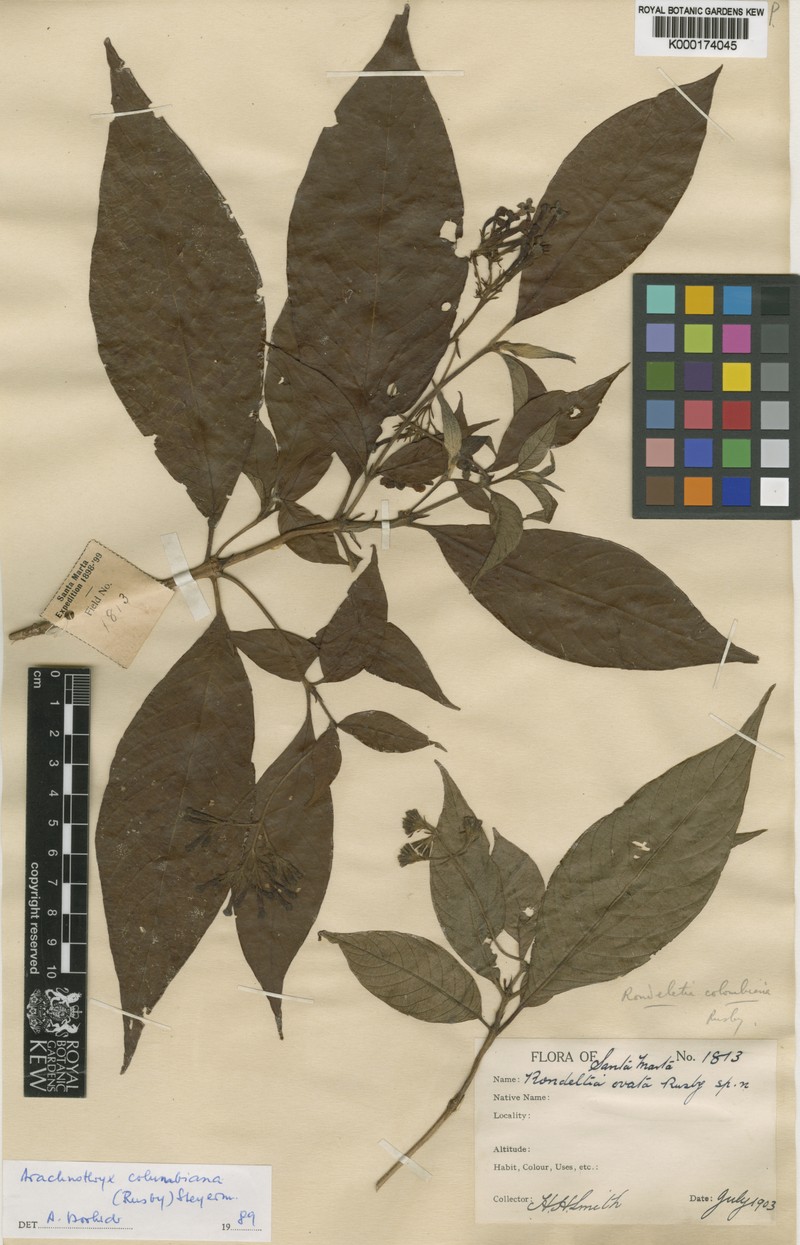 Arachnothryx ovata