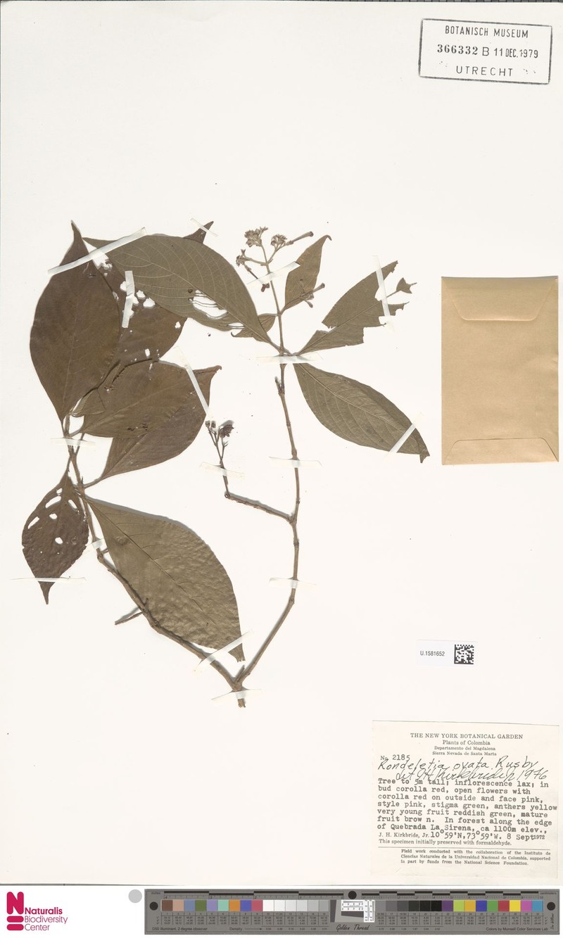 Arachnothryx ovata