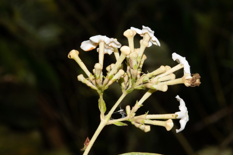 Arachnothryx perezii